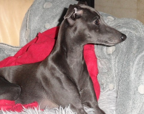 Amore Di Florette Du Pays Du Valois