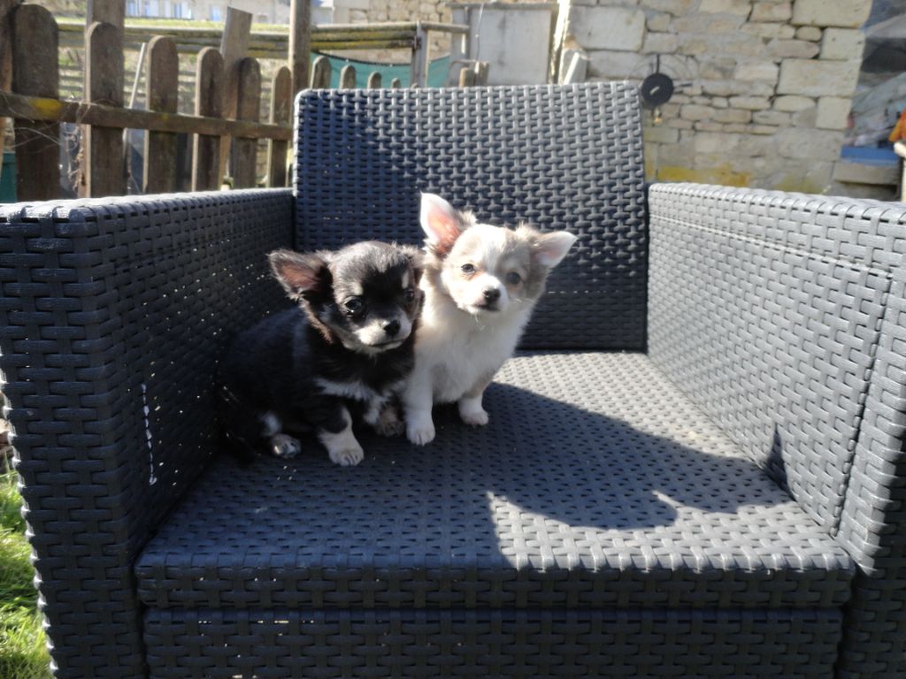 Chiot Chihuahua Du Pays Du Valois