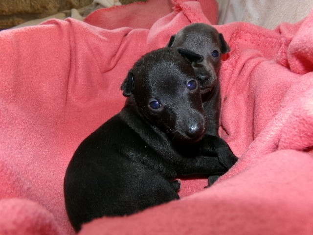 Du Pays Du Valois - Chiots disponibles - Petit Levrier Italien