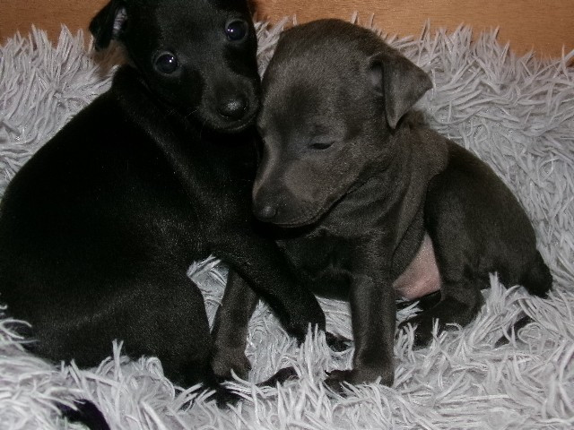 Chiot Petit Levrier Italien Du Pays Du Valois