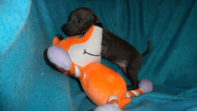 UN DOLCE ROMEO