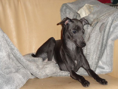 UNA DOLCE LILAS ROYALTY