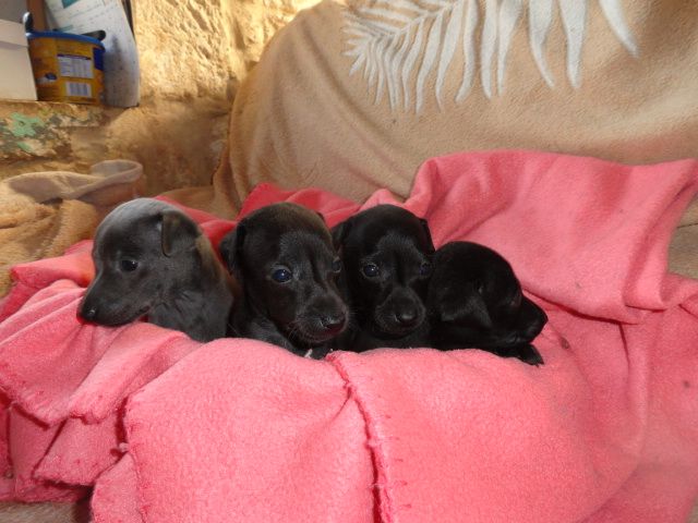 Chiot Petit Levrier Italien Du Pays Du Valois